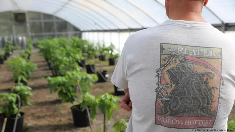 Un empleado con una camiseta de Carolina Reaper observa uno de los invernaderos de Ed Currie; lugar donde criaron el chile más picante del mundo. Imagen: Jeffrey Collins/AP/picture alliance