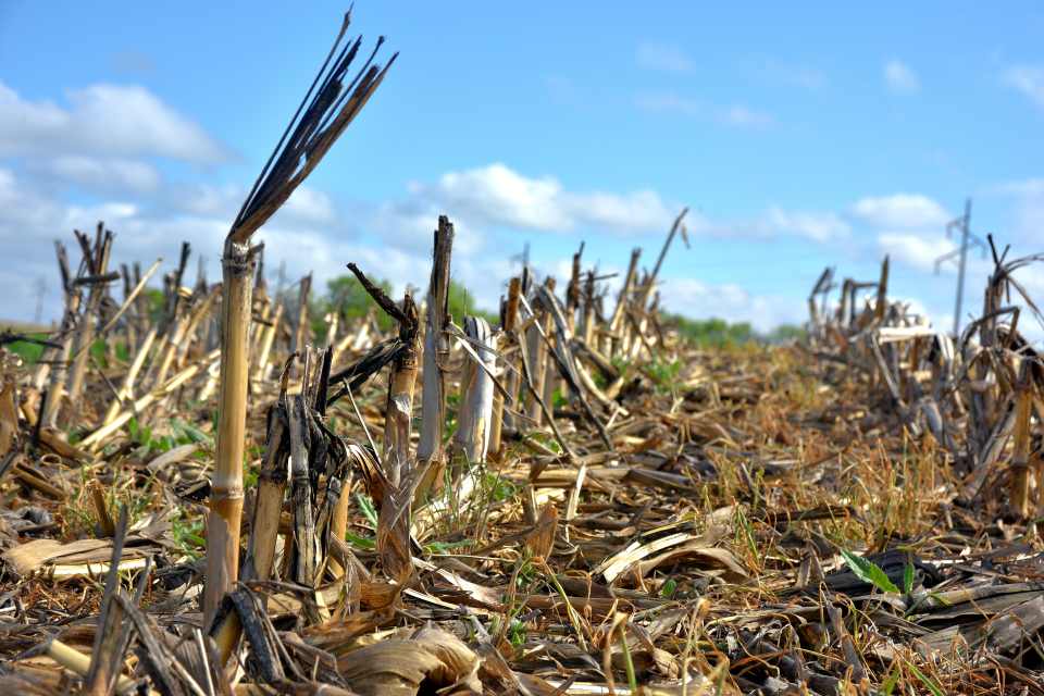 Leftover corn stalks and other organic matter in Carl Eliason's no-till field reinforces the soil structure and make it easier for seeds to germinate.