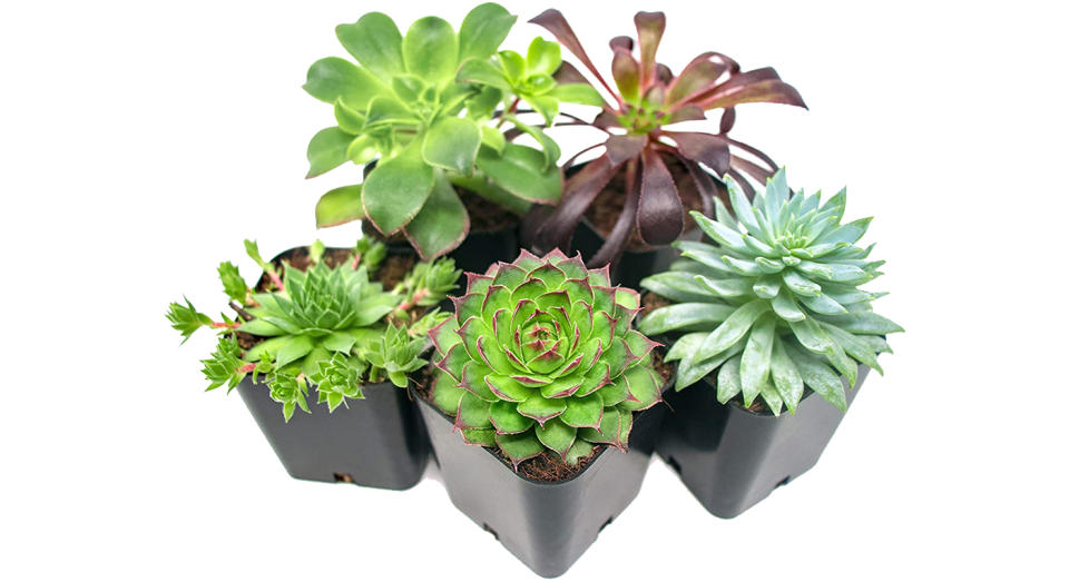 Succulent Plants