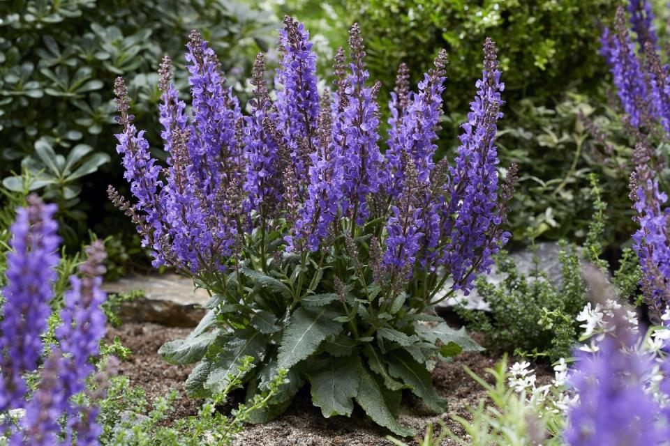 <p>Low and compact with large showy flower spikes of striking violet-blue. It makes an attractive addition in garden borders and container displays. It's easy to grow, winter hardy, and an important food source for pollinators.</p><p>• <a href="https://middletonnurseries.co.uk/" rel="nofollow noopener" target="_blank" data-ylk="slk:Middleton Nurseries;elm:context_link;itc:0;sec:content-canvas" class="link ">Middleton Nurseries</a></p>