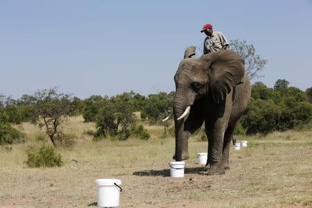 A ranger rides an elephant during a demonstration of the art of "bio-detection", to see if it can be used to sniff out explosives, at the Adventures with Elephants game ranch, in Mabula, northwest of Johannesburg, February 20, 2015. REUTERS/Siphiwe Sibeko