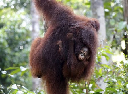 A female orangutan holds her baby while climbing a tree near a feeding station at Camp Leakey in Tanjung Puting National Park in Central Kalimantan province, Indonesia in this taken June 14, 2015 file photo. REUTERS/Darren Whiteside/Files