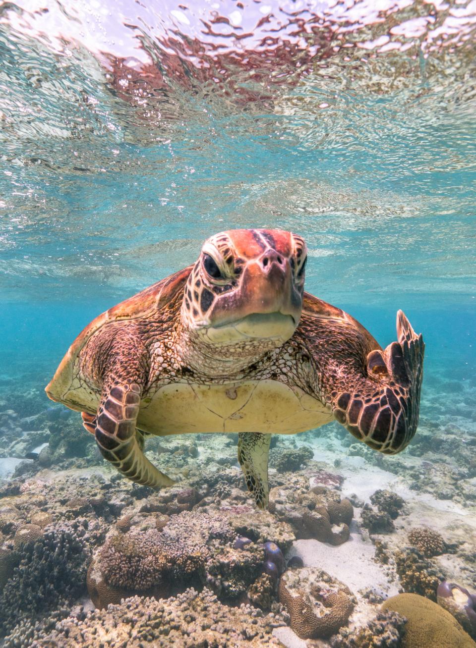 A grumpy sea turtle appearing to give the finger.