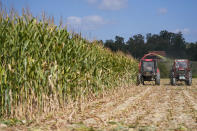 A farmer Zlatko Kokanovic, left, drives harvesting equipment while harvesting corn in the village of Gornje Nedeljice, in the fertile Jadar Valley in western Serbia, Tuesday, Aug. 6, 2024. P(AP Photo/Darko Vojinovic)