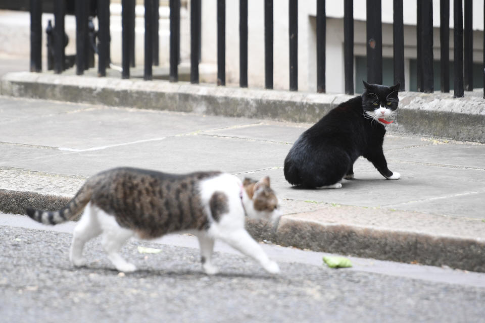 Chief Mouser for the Foreign Office Palmerston watches Larry the Downing Cat walk by in Downing Street, London.