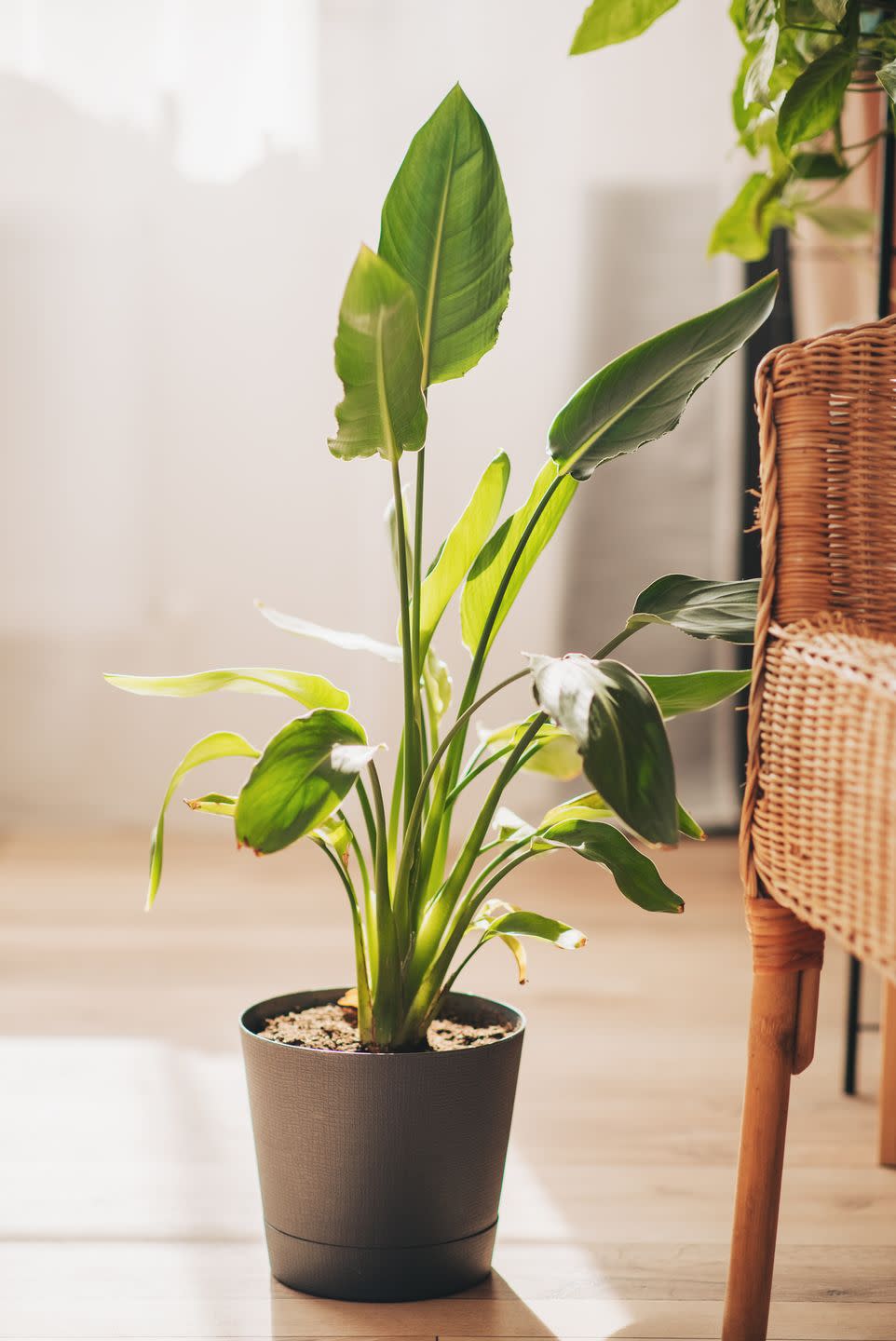 strelitzia nicolai in pot next to a couch