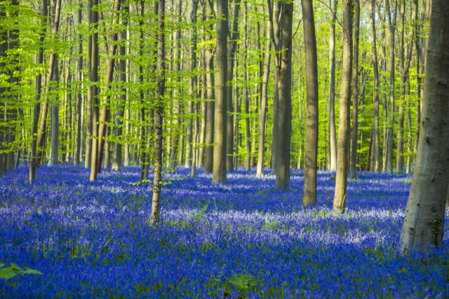 World Health Day benefits of forests and nature