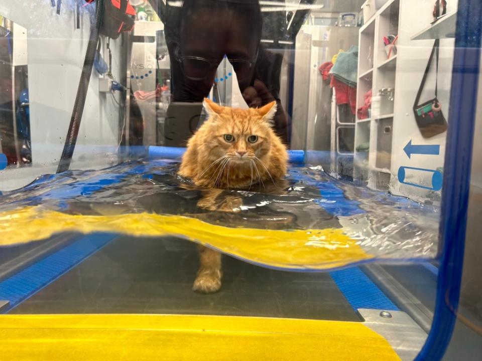 Fat cat Moses, 9, is getting his weight under control with a regular regime of hydrotherapy. Avonvale Veterinary Centres / SWNS