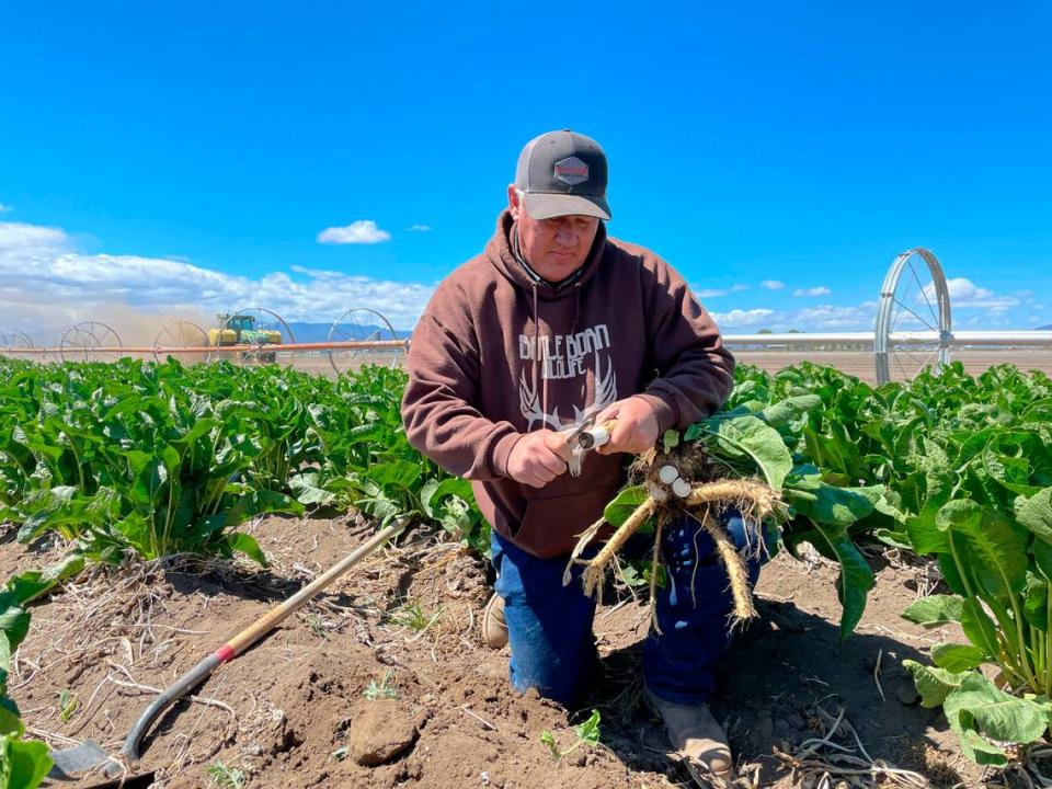 Klamath Basin farmer Scott Seus samples a piece of his horseradish crop last week. Seus is among the hundreds of farmers whose water supply has been cut off from the Klamath Project as a crippling drought has hit the Klamath Basin along the Oregon-California border.