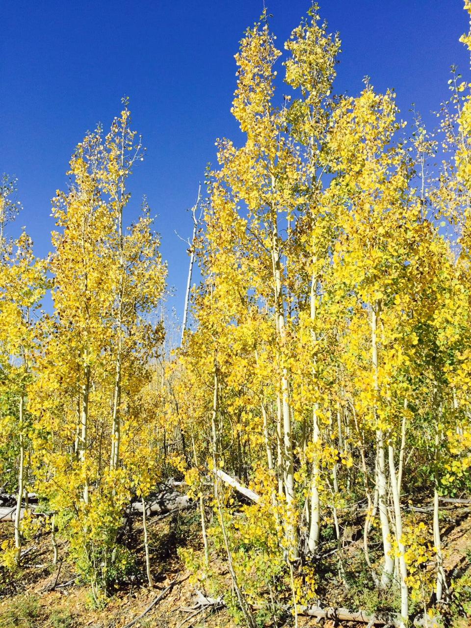 Aspens near Hope River Valley, Highway 88.