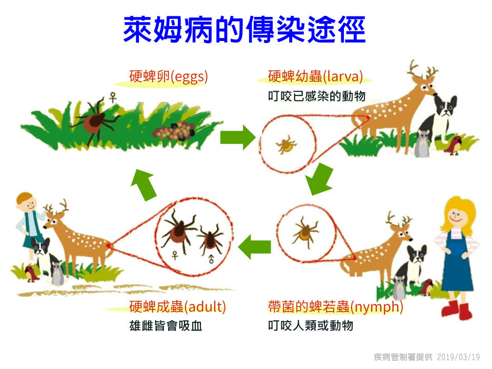 北部一名20多歲男性2018年在瑞典時因穿短褲到森林，被蜱咬傷鼠膝部，皮膚出現環狀丘疹症狀，持續好幾個月才消失，回台就醫確診萊姆病。（中央社/疾病管制署提供）