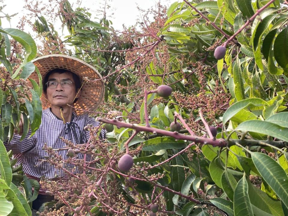 賴永坤是專業芒果果農，他的蜜旺果舖把果乾製作發揮得無遠弗屆，成為果乾王國。（記者楊淑芬攝）