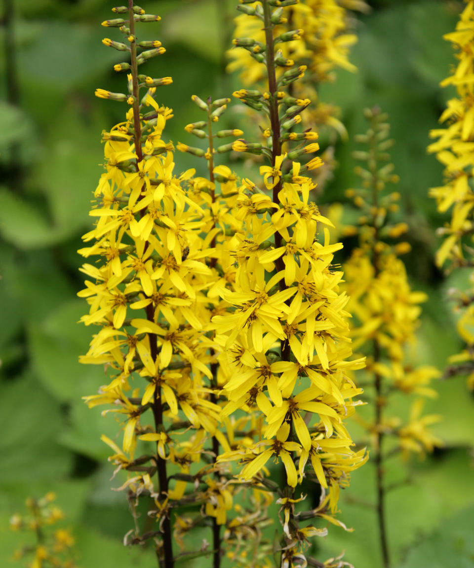 plants for wet soil Senecio ‘The Rocket’ in full bloom