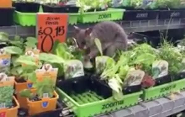 A Facebook video shared by Brisbane woman Yvonne McRostie shows the animal munching on some lettuce at the Carseldine store, and unsurprisingly, the video has gone viral! Source: Facebook