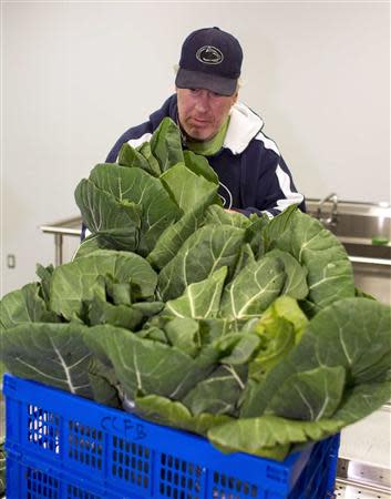 Jack Moose, who runs the kitchen at the Chester County Food Bank's warehouse, places a bag of collard greens in a container before being refrigerated in Exton, Pennsylvania November 21, 2013. REUTERS/Tom Mihalek