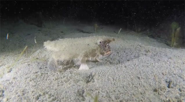 Short Nosed Batfish is known as an incredibly uncommon fish to witness anywhere in the world. Source: Jukin Media