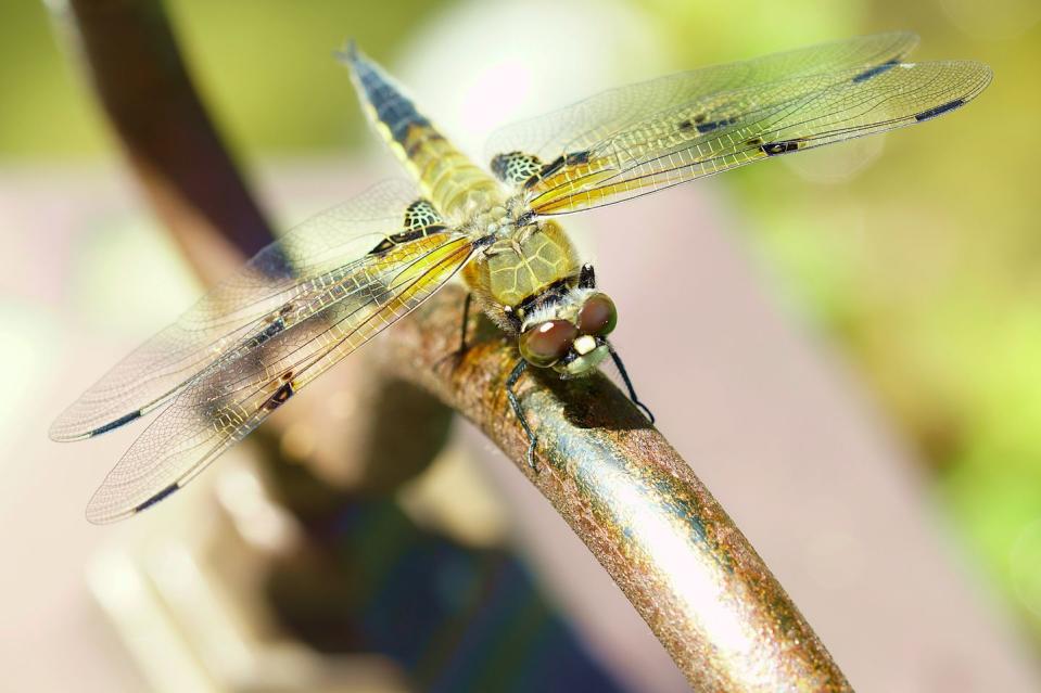 <p><strong>Four-spot Skimmer Dragonfly<br><br></strong>This spritely little bug became the state insect in 1995. </p>