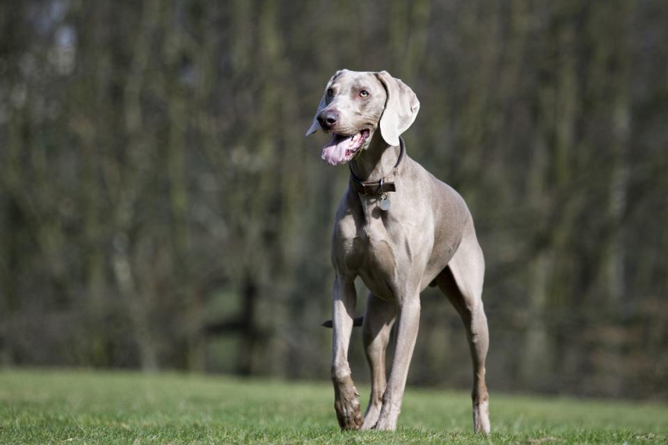 7) Weimaraner