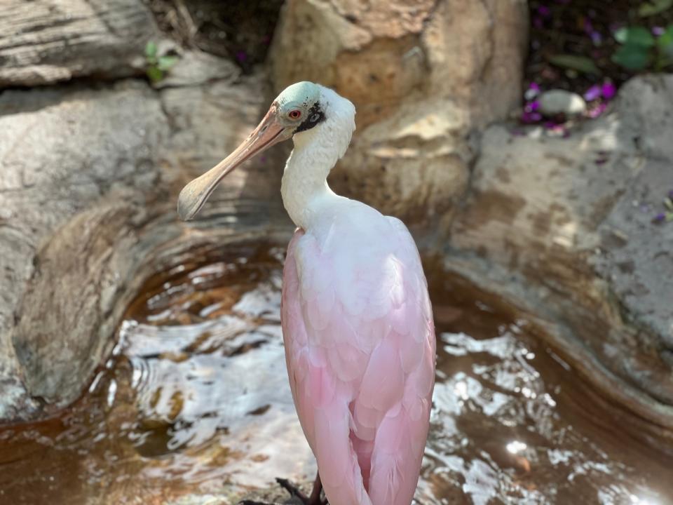 bird in the aviary at discovery cove marine life park in orlando