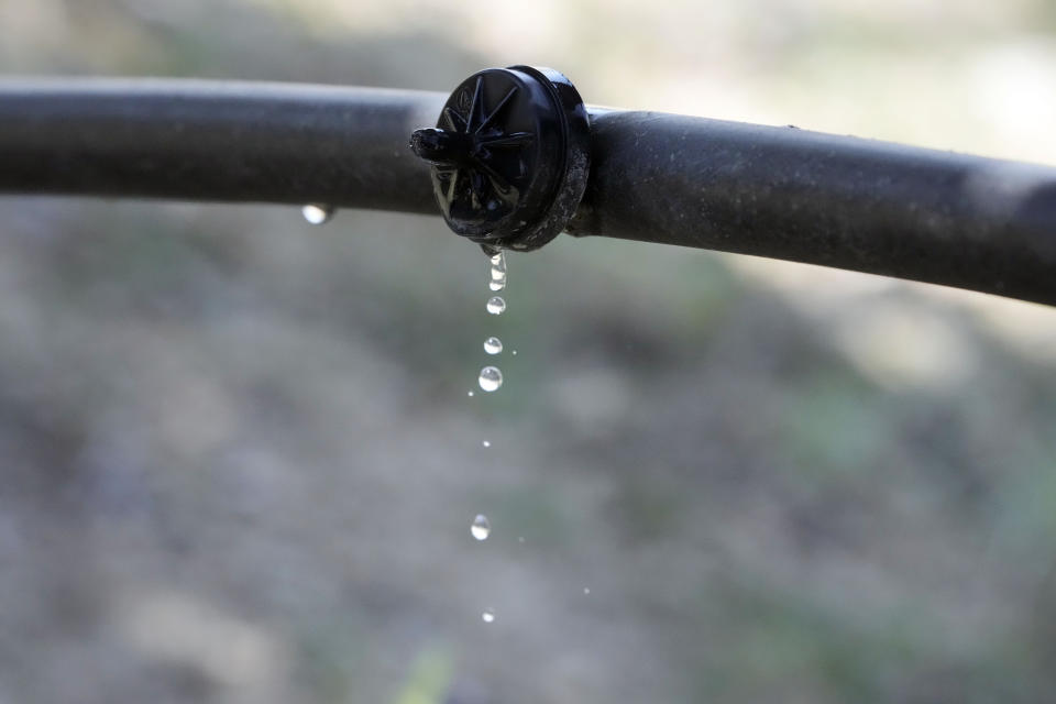 The slow-drip irrigation method is demonstrated on Jim Harrington's farm, Wednesday, Sept. 20, 2023, in Ventucopa, Calif. Harrington is one of the small farmers, cattle ranchers and others living near the tiny town of New Cuyama whose water supplies and livelihoods are at the heart of a groundwater rights lawsuit brought by two of the nation's biggest carrot farming companies. (AP Photo/Marcio Jose Sanchez)