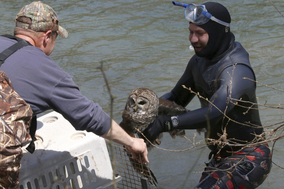 In this April 6, 2019 photo provided by Bill Hulsebus, a snorkeler, Jonathan Knapp hands over a barred owl that was caught in fishing line in a tree at the Springfield Conservation Nature Center in Springfield, Mo. The owl caught a lucky break when a Knapp banded with wildlife officials to rescue the bird from the fishing line tangled in trees above the James River. (Bill Hulsebus via AP)