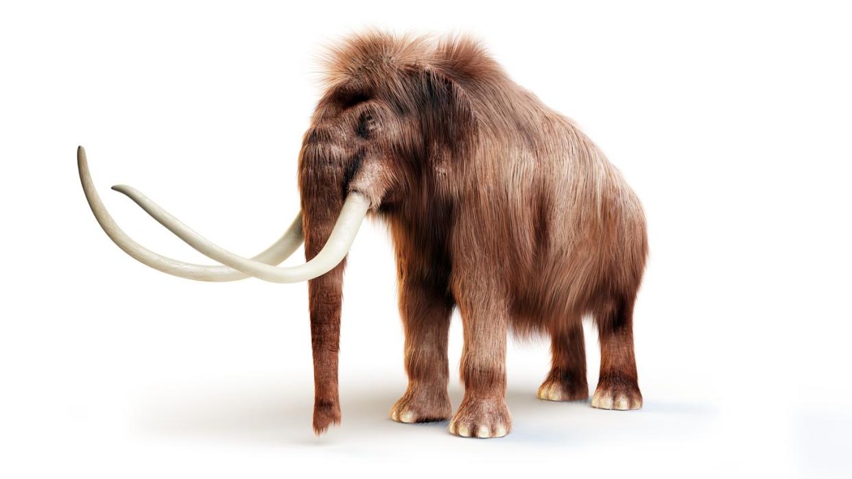 woolly mammoth, illustration
