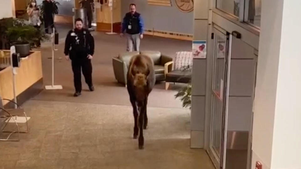 A moose wandered into a Providence hospital lobby in Anchorage on Thursday, April 6, 2023. / Credit: Providence Alaska