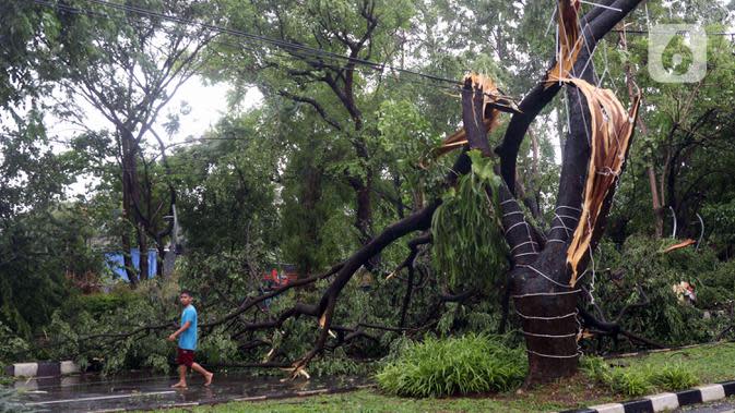 Seorang pria berjalan dekat pohon tumbang yang melintang di sebuah jalan di Kota Tangerang, Banten, Kamis (23/12/2021). Puluhan pohon dan gapura tumbang akibat terjangan angin kencang saat hujan lebat melanda Kota Tangerang. (Liputan6.com/Angga Yuniar)