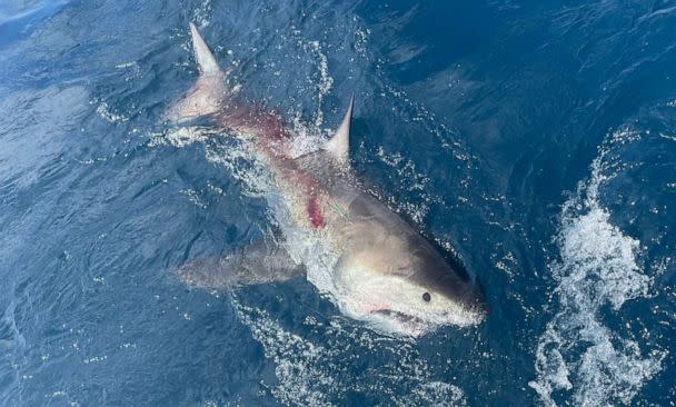 PHOTO: The great white shark caught by 12-year-old Cambell Keenan while fishing in Florida. (Courtesy of Katie Savage)