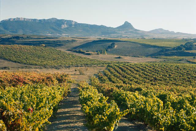 <p>Gregori Civera</p> Pujanza’s vineyards are at the feet of the Sierra de Cantabria mountains.