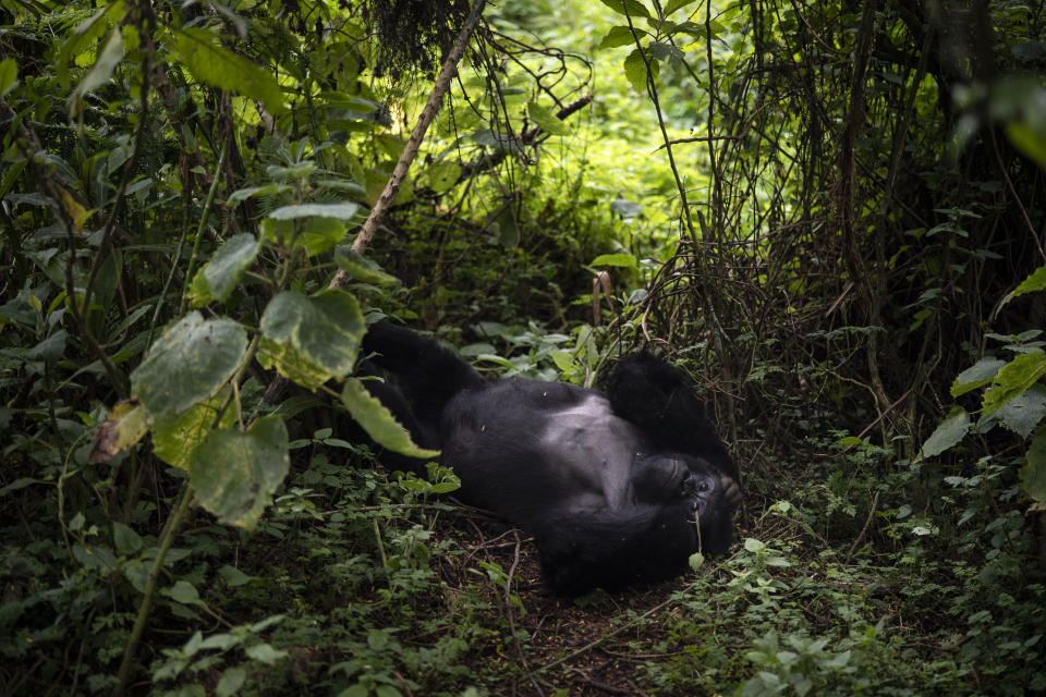 In this Sept. 2, 2019 photo, a silverback mountain gorilla named Segasira lies under a tree in the Volcanoes National Park, Rwanda. Once depicted in legends and films like “King Kong” as fearsome beasts, gorillas are actually languid primates that eat only plants and insects, and live in fairly stable, extended family groups. Their strength and chest-thumping displays are generally reserved for contests between male rivals. (AP Photo/Felipe Dana)