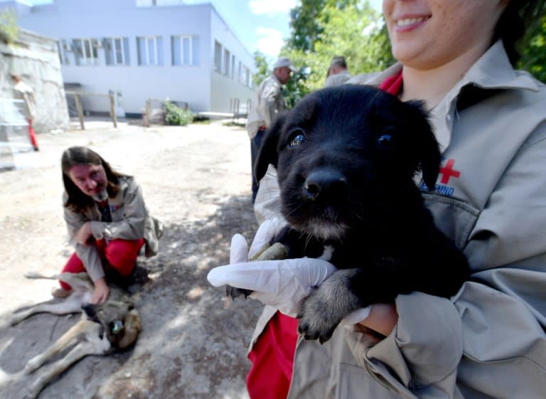 A volunteer holds a puppy at a hospital for stray dogs near the site of the 1986 Chernobyl nuclear disaster