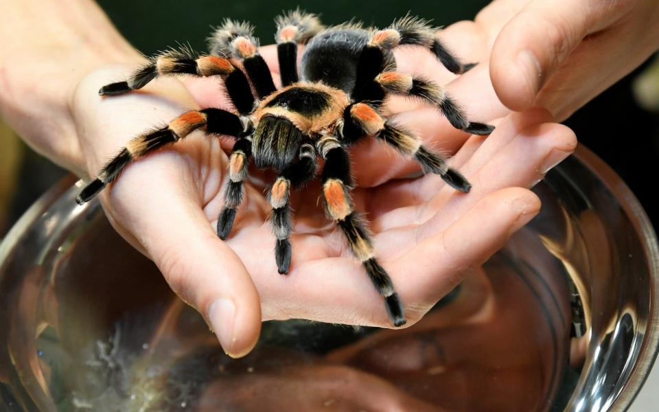Many scientists who work with spiders find them creepy - REUTERS
