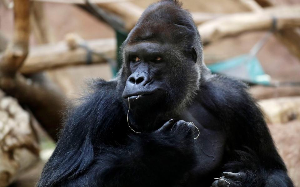 Richard, a western lowland gorilla, who was tested positive for COVID-19 on February 25, 2021, sits inside its enclosure at closed Prague Zoo - Reuters