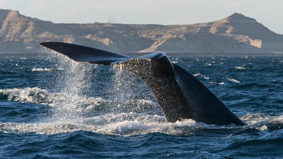 Southern Right Whale diving near the coast at Peninsula Valdes Argentina.