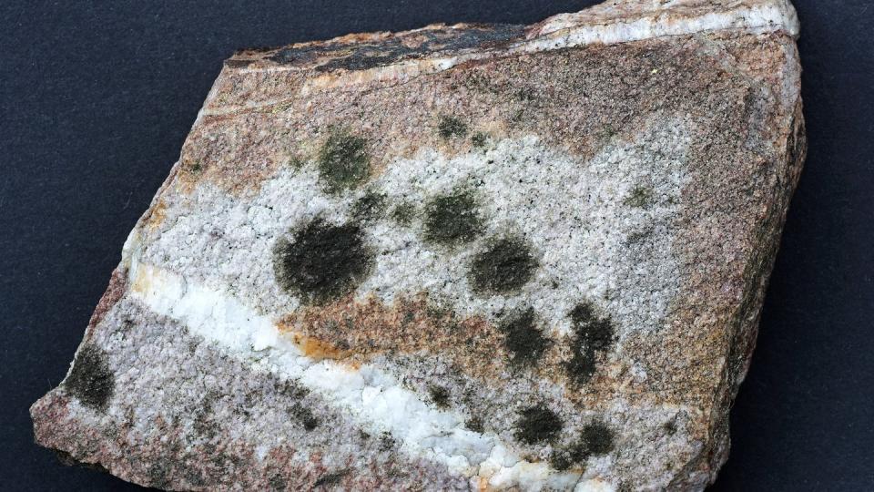 Die bisher unbekannte Flechte Verrucaria hunsrueckensis, auf Deutsch Hunsrück-Warzenflechte. Foto: Konrad Funk