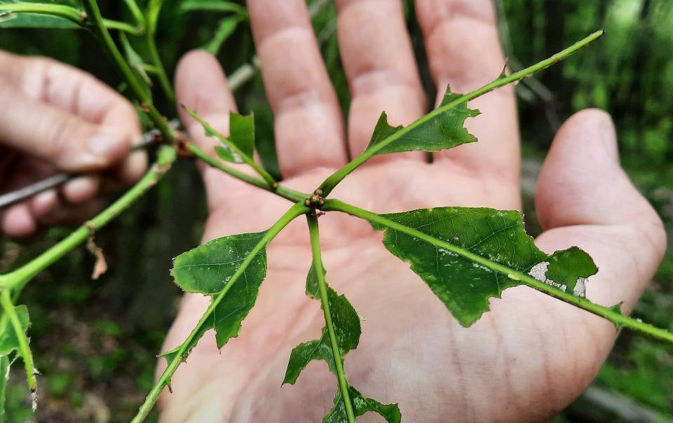 Tod Nichols holds a tree branch that has been defoliated by fall cankerworms near his home in Somerset County.