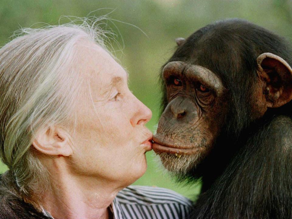 Jane Goodall with chimpanzee