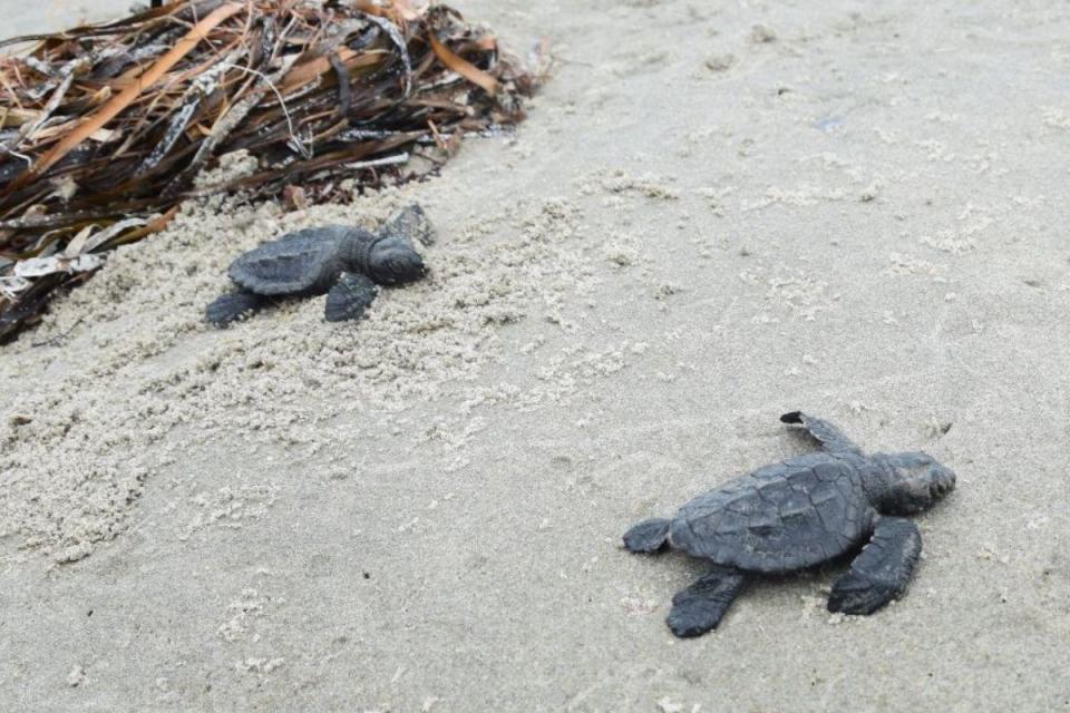 Kemp's ridley sea turtle hatchlings crawl along the beach as they make their way to the Gulf of Mexico.  / Credit: Louisiana Coastal Protection and Restoration Authority