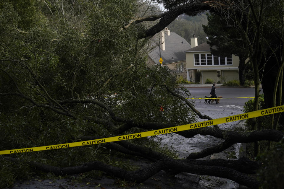 A pedestrian walks dogs while crossing a street blocked by a fallen tree in San Francisco, Friday, Jan. 6, 2023. Damaging winds and heavy rains in California have knocked out power to tens of thousands, caused flash flooding and contributed to the deaths of at least two people. (AP Photo/Jeff Chiu)