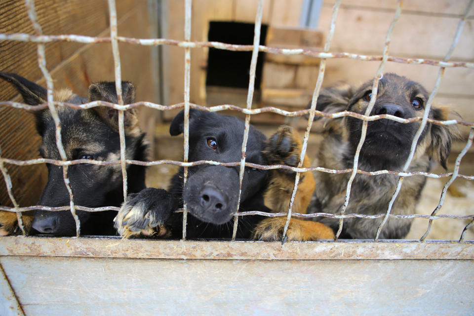 領養動物前，記得考慮自己經濟與生活環境是否能夠負擔。圖片來源：Getty images