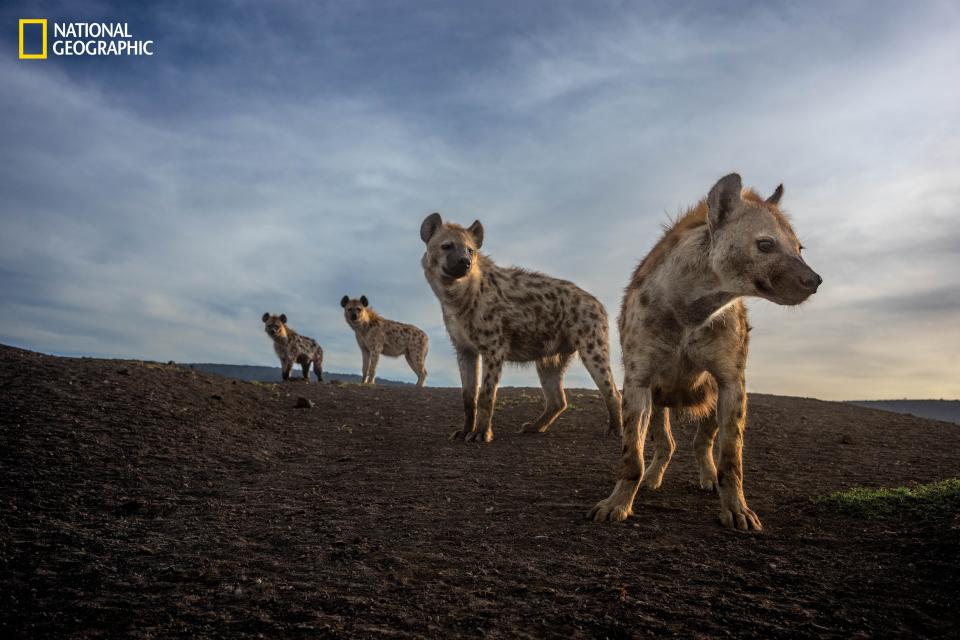 Hyenas at Lemek Conservancy in Kenya.
