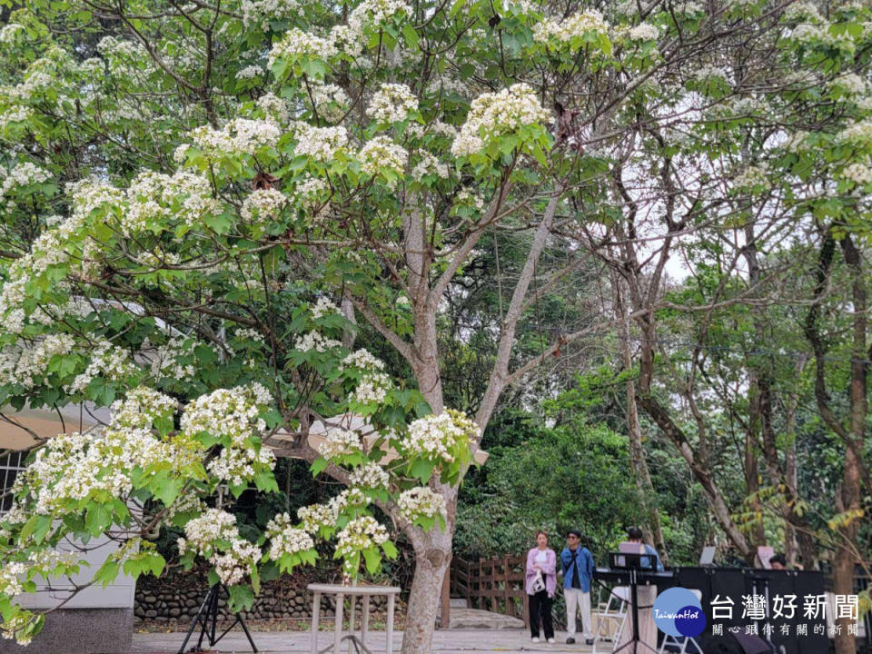 2024雲林客家桐花祭4/13在古坑登場／翻攝照片