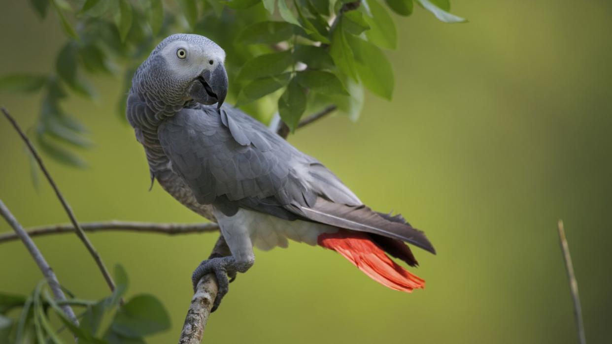 african grey parrot psittacus erithacus captive