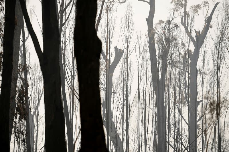 Bushfires in Eden, Australia