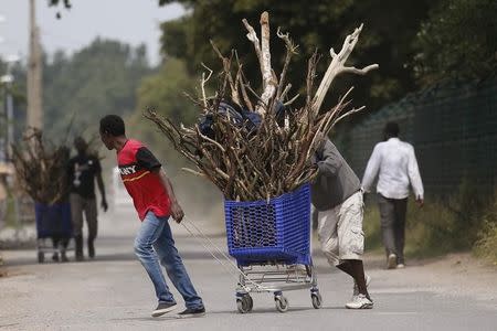 Migrants transport firewood in a shopping cart in "The New Jungle" near Calais, France, August 1, 2015. Picture taken August 1, 2015. REUTERS/Pascal Rossignol