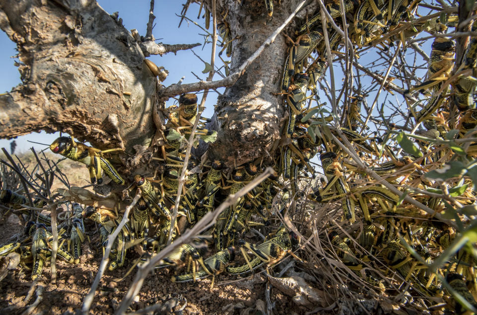 In this photo taken Tuesday, Feb. 4, 2020, young desert locusts that have not yet grown wings crowd together on a thorny bush in the desert near Garowe, in the semi-autonomous Puntland region of Somalia. The desert locusts in this arid patch of northern Somalia look less ominous than the billion-member swarms infesting East Africa, but the hopping young locusts are the next wave in the outbreak that threatens more than 10 million people across the region with a severe hunger crisis. (AP Photo/Ben Curtis)