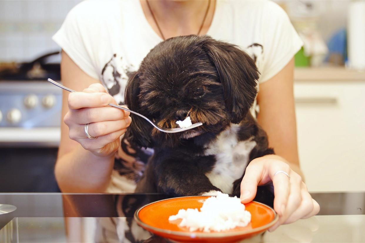 owner feeding their dog rice off of a fork