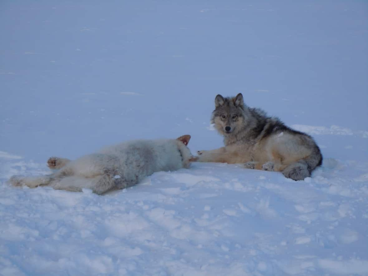 Two wolves wake up from a chemical immobilization in the Northwest Territories after being collared in 2012-23. (Dean Cluff - image credit)