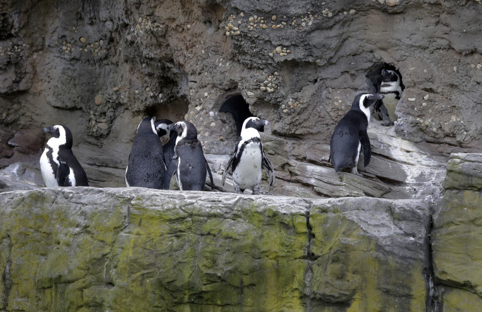 Penguins line a ledge of their enclosure at the New York Aquarium, in the Coney Island section of the Brooklyn borough of New York, Friday, May 24, 2013. (AP Photo/Richard Drew)